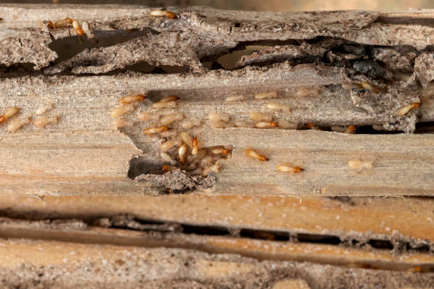 Best Residential Pest Control  in Clute, TX