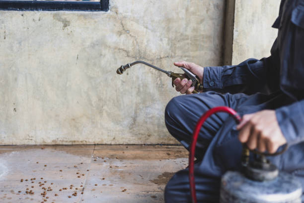 Best Wasp Removal Services  in Clute, TX